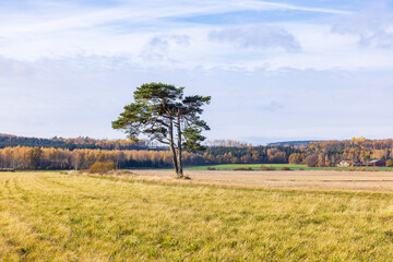 Single pine tree on a field at autumn colors in the landscape