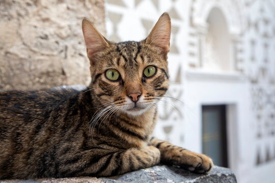 Stray cat tabby cute, Pyrgi village Chios