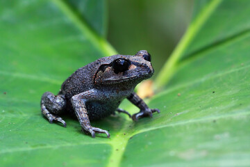 Leptobrachium hasseltii