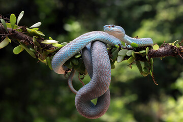 Blue viper snake on branch with black background, viper snake ready to attack