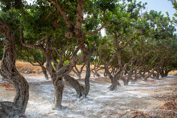 Mastic gum resin flows from the mastic tree. Chios island - Greece