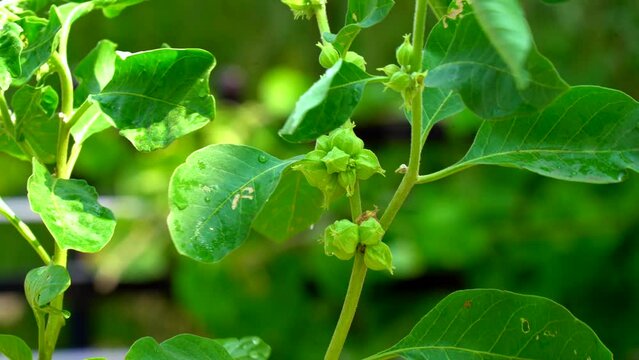 Ashwagandha green plants growing in garden. Immunity booster plant. Withania somnifera Leaves. Indian ginseng, poison gooseberry, or winter cherry. Most powerful Medicinal herbs for healthcare.
