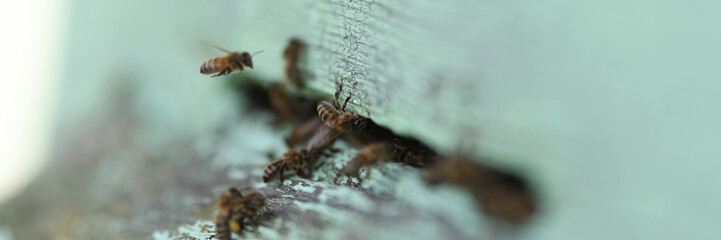 Bee on honeycomb cuts nectar into cage