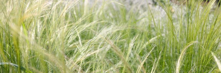 Fototapeta premium Wheat moving in wind on a sunny day in field