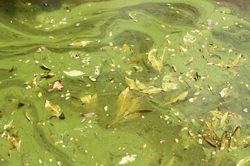 leaf litter in the water