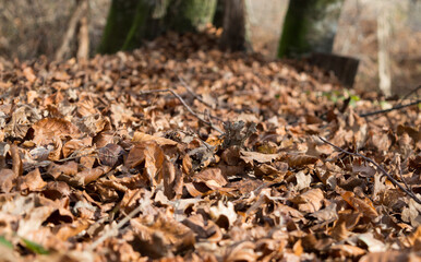 Tapis de feuilles mortes par terre en automne