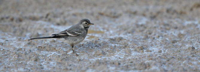 young White wagtail // junge Bachstelze (Motacilla alba)