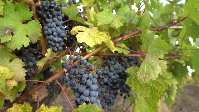 Ripe red grapes on a vine in a grape field, Sunlight. Grape Growing and Organic Farming