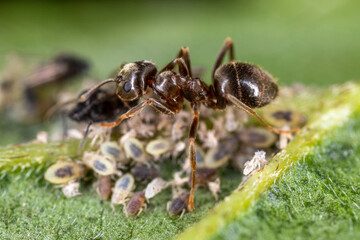 Ameise mit Blattlaus Kolonie makro - obrazy, fototapety, plakaty