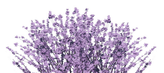 Obraz premium A flowering tree on a transparent background.