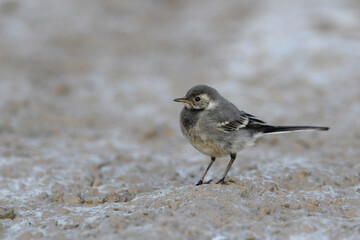 junge Bachstelze // young White wagtail (Motacilla alba)