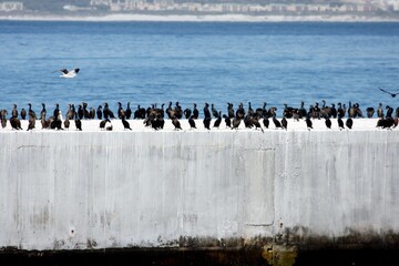 Obraz premium Kormorankolonie