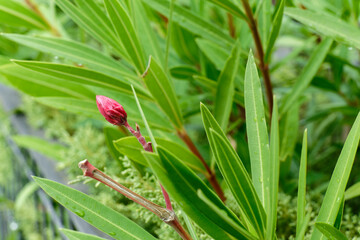 oleander flower bud. close up of a plant