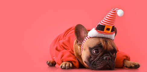 Cute French bulldog in Santa hat and sweater on pink background - obrazy, fototapety, plakaty