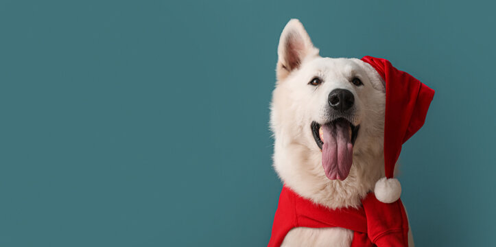 Cute white dog in Santa hat on blue background with space for text