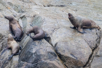 Wild sea lions in Kenai Fjords National Park in Alaska.