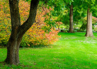 Obraz premium autumn in the park