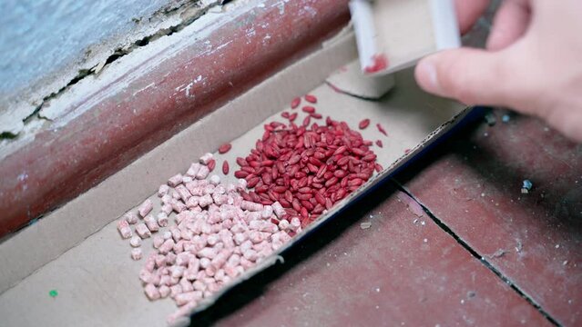 A hand pours various types of poison from rodents into a cardboard feeder. Invasion of room mice in an old house with wooden floors. Granular rose poison and poisoned red wheat close-up