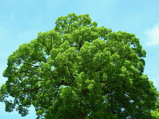 夏の青空と大木の楠木