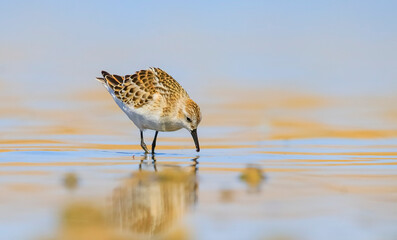  Little Stint (Calidris minuta) is  is a wetland bird that lives in the northern parts of the...