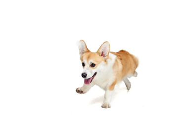 Cute Welsh corgi dog running isolated on white studio background. Happy puppy. Concept of motion, pets love, animal life.