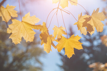 Autumn background-yellow maple leaves in the city Park
