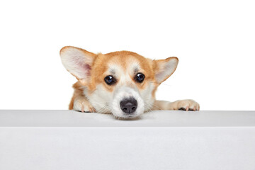Beautiful white brown Welsh corgi dog isolated on white studio background. Happy puppy. Concept of beauty, pets love, animal life.