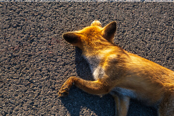 dead red fox on the road. Problem of the absence of obstacles on high-speed roads