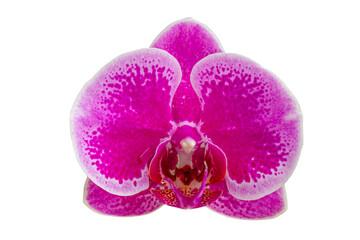 Fototapeta na wymiar A flower of the Moth orchid or Moon Orchid type, which is purple in color with dark spots