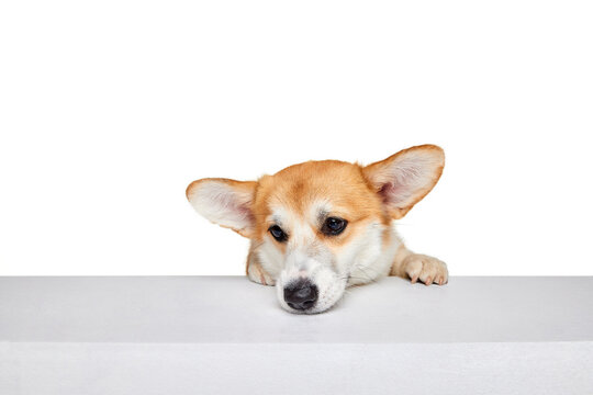 Waiting. Beautiful white brown Welsh corgi dog isolated on white studio background. Concept of beauty, pets love, animal life.
