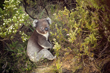 Wildlebender Koala in Australien im Gebüsch