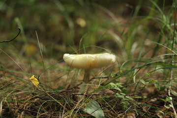 A very poisonous mushroom from the amanita family, it will even kill a moose.