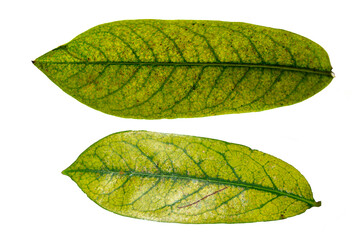 Old Soursop fruit plant leaves whose green color has faded to yellow