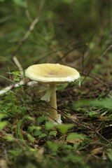 The poisonous mushroom is a pale toadstool from the amanita family.