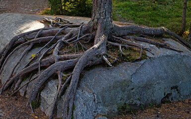 Fototapeta na wymiar tree that has grown over a rock with its roots clinging to it