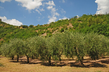 Fototapeta na wymiar Assisi, il Bosco di San Francesco - gli ulivi del terzo Paradiso 