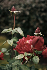 red rose in the garden