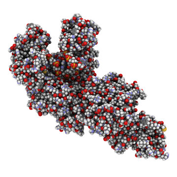 Taq polymerase (Thermus aquaticus polymerase) enzyme bound to DNA, 3D rendering. 