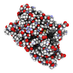 Birch pollen allergen protein Bet V1, 3D rendering. Atoms are represented as spheres with conventional color coding: hydrogen (white), carbon (grey), nitrogen (blue), oxygen (red), sulfur (yellow).