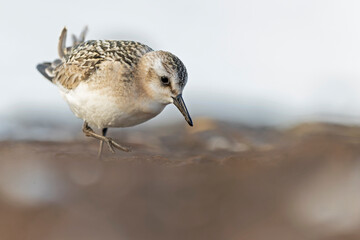 A sanderling (Calidris alba) foraging during fall migration on the beach.