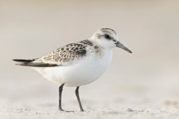 A sanderling (Calidris alba) foraging during fall migration on the beach.