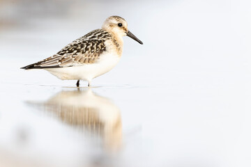 A sanderling (Calidris alba) foraging during fall migration on the beach.