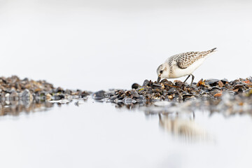 A sanderling (Calidris alba) foraging during fall migration on the beach.