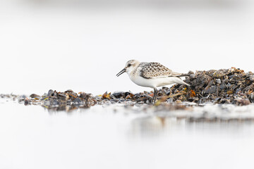 A sanderling (Calidris alba) foraging during fall migration on the beach.