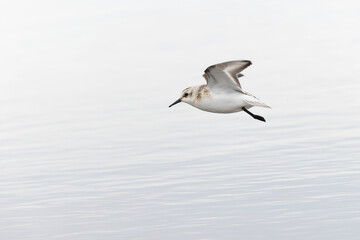 A sanderling (Calidris alba) in flight during fall migration on the beach.