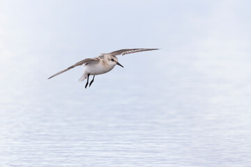 A sanderling (Calidris alba) in flight during fall migration on the beach.