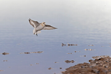 A sanderling (Calidris alba) in flight during fall migration on the beach.