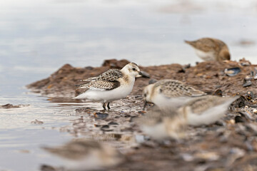 A sanderling (Calidris alba) foraging during fall migration on the beach.
