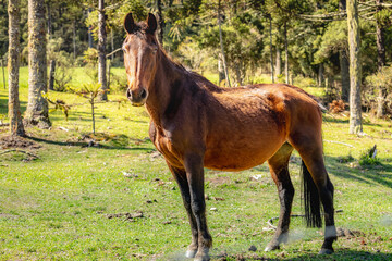 Brown horse portrait at sunny day in Argentina pampa, South America