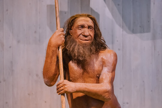 22 July 2022, Neanderthal museum, Germany: Detailed wax figure of Neanderthal prehistoric caveman with spear in the museum. Human Sapiens anthropology science and theory of Evolution